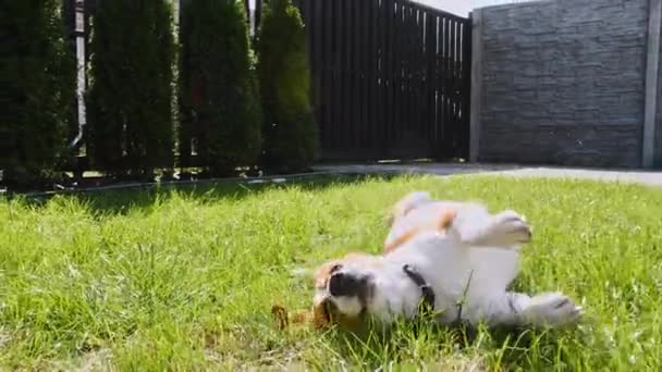 Beagle perro correr en la hierba al aire libre, persecución cámara en movimiento. Juego de perros que juega con el dueño. Movimiento lento. — Vídeos de Stock