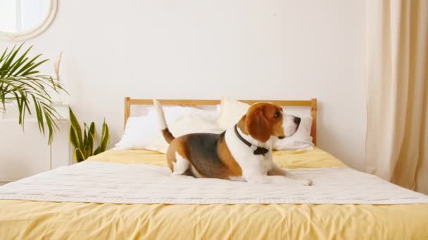 Hund Beagle liegt zu Hause auf dem Bett und führt Kommandos aus. Mans bester Freund. Der Welpe ruht. — Stockvideo