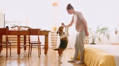 Kadın hayvan komutanlığı öğretiyor. Beagle arka ayakları üzerinde durur ve sahibine beş dolar verir. Köpek eğitimi. İtaat ve dostluğu kabul et. Mans en iyi arkadaş.