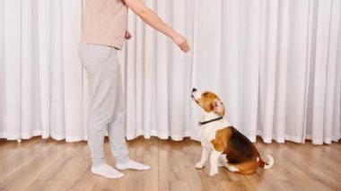 Kadın hayvan komutanlığı öğretiyor. Beagle arka ayakları üzerinde durur ve sahibine beş dolar verir. Köpek eğitimi. İtaat ve dostluğu kabul et. Mans en iyi arkadaş.
