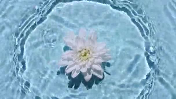 Mouvement lent de la chute Chrysanthème blanc à la surface de l'eau et des cercles divergents de l'eau sur fond bleu. Eau éclaboussure de couleur bleue. Eau pure avec reflets lumière du soleil et ombrages.4k — Video