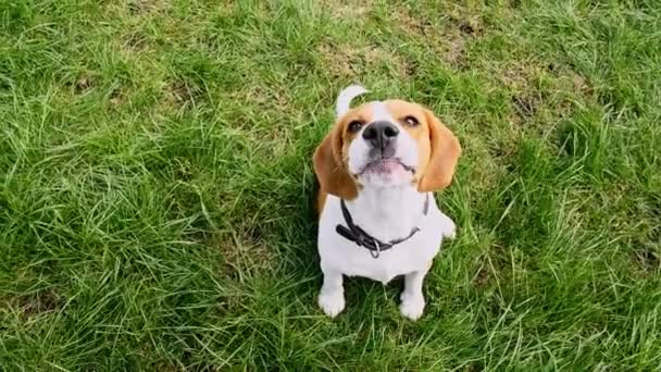 Dog Beagle zittend op gras in een groen park en blaft. Top view Hondentraining. Concept gehoorzaamheid, vriendschap. Mans beste vriend. — Stockvideo