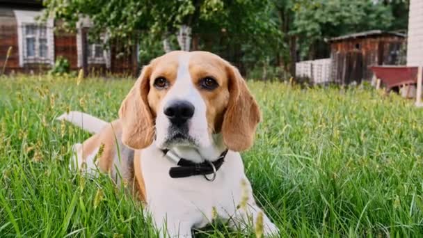 Dog Beagle se encuentra en la hierba al aire libre. El mejor amigo de los hombres. El cachorro está descansando.. — Vídeos de Stock