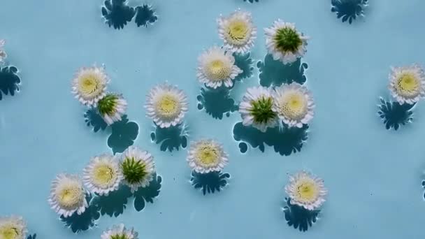 Vita krysantemum blommor på vattenytan och av vågor på blå bakgrund. Sol och skuggor. Rent blått vatten med reflektioner solljus och skuggor i slow motion. Alla hjärtans dag. — Stockvideo