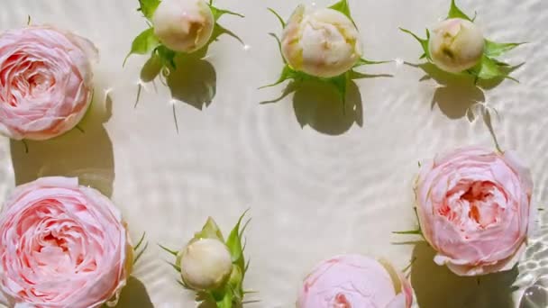 Widok z góry powolny ruch różowych kwiatów róż na powierzchni wody i fale na pastelowym tle. Woda w kolorze białym, beżowym. Czysta woda z odbiciami światła słonecznego i cieni. Walentynki. — Wideo stockowe