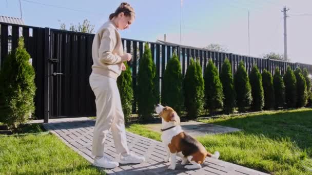 A nő állatparancsnokságot tanít. Beagle feláll a hátsó lábra, és ötöt ad a tulajdonosnak. Kutyatanítás. Fogalom engedelmesség, barátság. Férfi legjobb barát.. — Stock videók