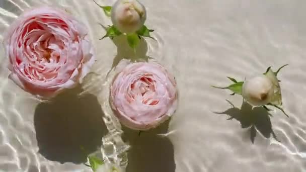 Vista superior de cámara lenta de rosa rosa flores en la superficie del agua y olas sobre fondo pastel. Salpicadura de agua blanca, de color beige. Agua pura con reflejos de luz solar y sombras. Día de San Valentín. — Vídeo de stock