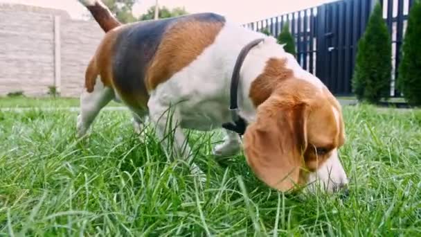 Cuki Kutya Beagle szaglászott valamit a fűben a szabadban, nézelődött. Kutya keres valamit az orr, érzi az illatot, és próbálja megtalálni elem. — Stock videók