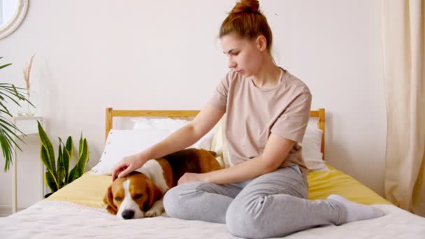 Ragazza Affettuosamente Giocare con Pet Cute Dog Beagle sul letto. Mans migliore amico. — Video Stock