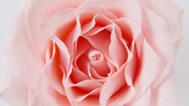 Beyaz arka planda dönen güzel pembe gül, makro çekim. Bud yakın çekim. Çiçek açan pembe gül yaprakları