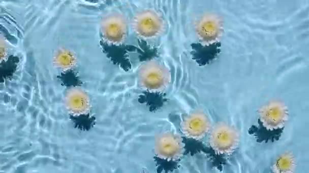 Su yüzeyinde beyaz kasımpatı çiçekleri ve mavi arka planda dalgaların üst görüntüsü. Su mavi renklidir. Saf su yansımaları güneş ışığı ve gölgeler. — Stok video
