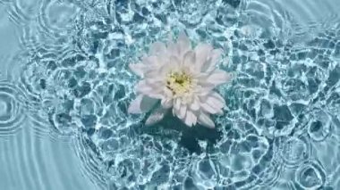 Su yüzeyine düşen beyaz kasımpatının yavaş hareketi ve mavi arka planda farklı su çemberleri. Su mavi renklidir. Güneş ışığı ve gölgeli saf su.