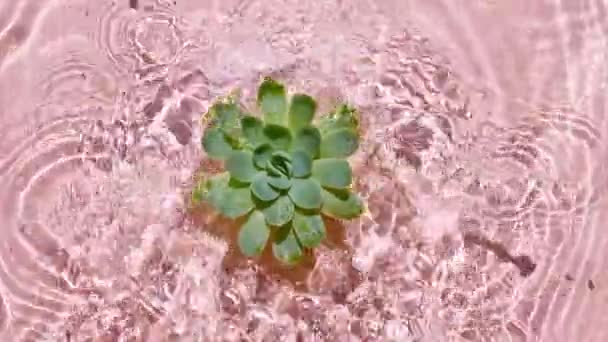 Movimento lento di caduta verde succulento sulla superficie dell'acqua e cerchi divergenti di acqua su sfondo rosa. Acqua spruzzata di colore rosa, blu. Acqua pura con riflessi luce solare e ombre. 4k — Video Stock