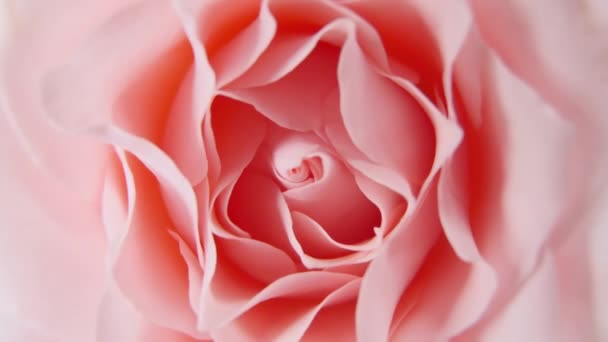 Piękna różowa róża obracająca się na białym tle, ujęcie makro. Zbliżenie Buda. Płatki kwitnącego różu kwiat róży otwarte — Wideo stockowe