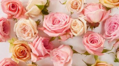 Beyaz arka planda dönen güzel pembe gül, makro çekim. Bud yakın çekim. Çiçek açan pembe gül yaprakları