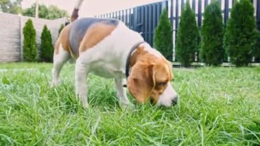 Şirin Köpek Beagle çimenlikte bir şey kokladı, etrafı aradı. Köpek burun kullanarak bir şey arıyor, kokuyu hisset ve nesneyi bulmaya çalış..