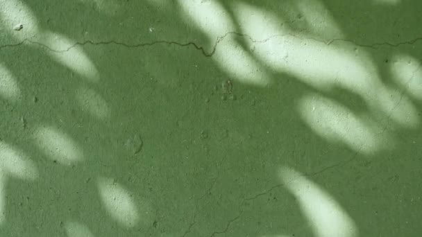 Κίνηση των φύλλων στον άνεμο στο φόντο του τοίχου. Διαφανής θολή σκιά των φύλλων φως πρωί ήλιο. Σκιά από φύλλα στον πράσινο τοίχο. Παρουσίαση προϊόντων, μακιγιάρισμα για διαφήμιση. 4ια — Αρχείο Βίντεο