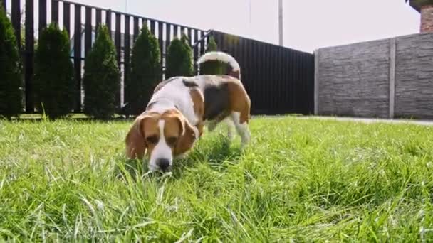 Lindo perro Beagle olfateó algo en la hierba al aire libre, buscar alrededor. Perro buscando algo usando la nariz, sentir olor y tratar de encontrar el artículo. — Vídeo de stock