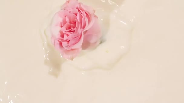 Spadający różowy róża na białej powierzchni wody i rozbieżne koła mleka na pastelowym tle. Splash beżowy kolor. Światło słoneczne i cienie. Krem reklamowy, kosmetyki i pielęgnacja skóry. Walentynki — Wideo stockowe