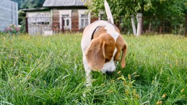 Roztomilý pes Bígl očichal něco venku v trávě, jedl trávu. Pes hledá něco s nosem, cítit vůni. — Stock video
