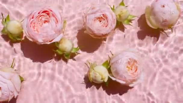 Pink rose flowers on water surface and waves on pink background. Water splash pink colored. Pure water with reflections sunlight and shadows. Valentines day texture. — Stock Video