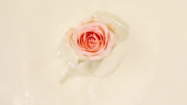 Медленное движение падающей розовой розы на поверхности молочной воды и расходящиеся круги на пастельном фоне. Брызги воды. Солнечный свет и тени. Рекламный крем, косметика и уход за кожей. День Святого Валентина — стоковое видео