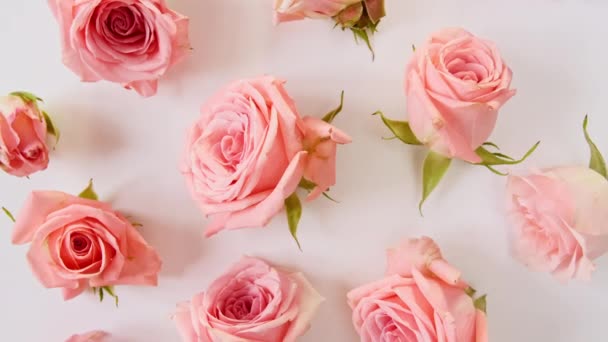 Belle rose rose tournant sur fond blanc, prise de vue macro. Gros plan sur Bud. Floraison rose rose fleur ouverte. Fond de vacances, concept de Saint Valentin. — Video