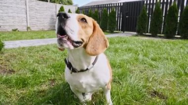 Köpek Beagle yeşil bir parkta çimlerin üzerinde oturuyor. Top view Köpek eğitimi. İtaat ve dostluğu kabul et. Mans en iyi arkadaş. Av köpeği eğitiminin sahibi hayvanına iyi davranır..