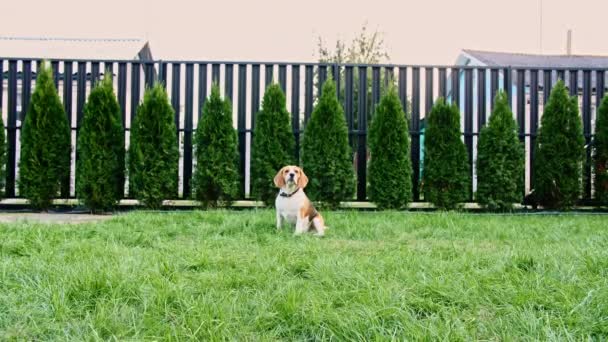 Beagle kutya fut a fűben a szabadban. Kutyás játékot játszik a tulajjal. Lassú mozgás.. — Stock videók