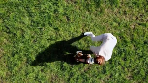 Top view Girl playing with dog beagle at grass outdoors in a green park and teases his puppy with his favourite toy. Drone shot flying. — Stock Video