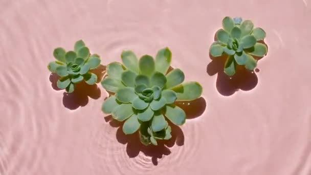 Zöld zamatos virágok a víz felszínén és hullámok rózsaszín alapon. Nap és árnyékok. Tiszta rózsaszín víz tükröződő napfénnyel és árnyékok lassított felvételen. Valentin-napi textúra. — Stock videók