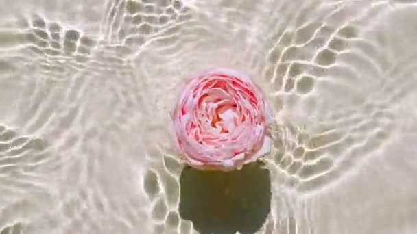 Vedere de sus mișcarea lentă a florilor de trandafir roz pe suprafața apei și valuri pe fundal pastel. Apă stropită alb, de culoare bej. Apă pură cu reflecții lumina soarelui și umbre. Valentine Day. — Videoclip de stoc