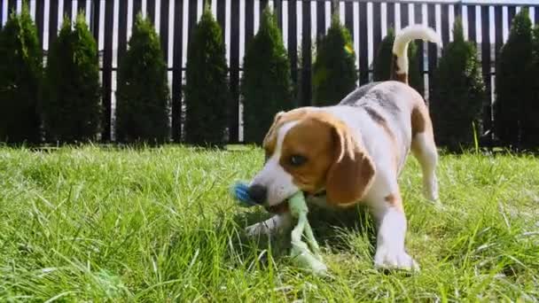 Hundbeagle leker på gräs i en grön park med favoritleksak. Hundträning utomhus. Begreppet lydnad, vänskap. Mans bästa vän. — Stockvideo