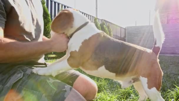 Man plays with his beagle dog outdoors and treats her pet with a treat. Teases his puppy with his favourite toy. Slow Motion — Stock Video