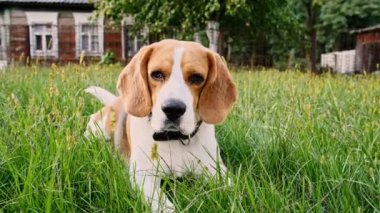 Köpek Beagle dışarıda çimlerin üzerinde yatıyor. Mans en iyi arkadaş. Yavru köpek dinleniyor..