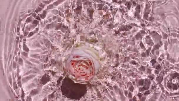 Movimiento lento de la caída de la rosa en la superficie del agua y círculos divergentes de agua sobre fondo rosa. Salpicadura de agua de color rosa. Agua pura con reflejos de luz solar y sombras. Día de San Valentín. 4k — Vídeo de stock