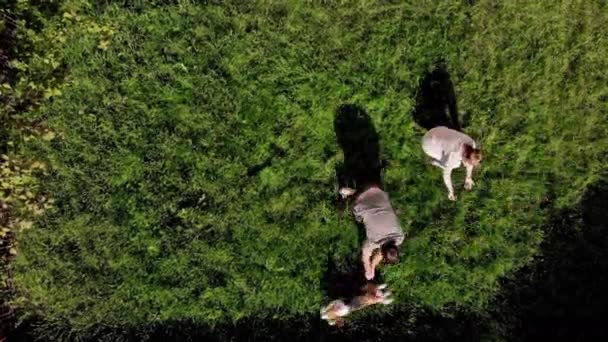Ovanifrån Flicka undervisar kommando med hund beagle på gräs utomhus i en grön park. Beagle står upp på bakbenen och ger fem till ägaren. Ett drönarskott. Hundträning. Mans bästa vän. — Stockvideo