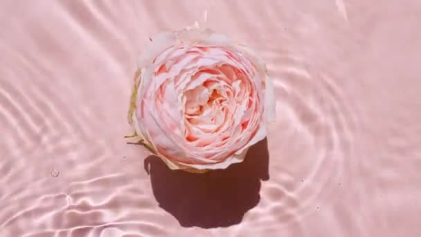 Vista superior de cámara lenta de rosas rosadas en la superficie del agua y olas sobre fondo rosa. Salpicadura de agua de color rosa. Agua pura con reflejos de luz solar y sombras. Día de San Valentín. — Vídeos de Stock