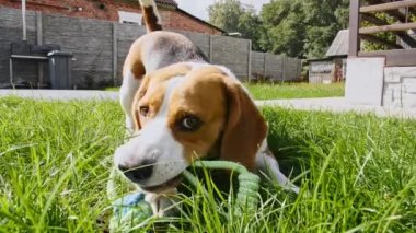 Köpek Beagle en sevdiği oyuncakla yeşil bir parkta çimlerde oynuyor. Açık havada köpek eğitimi. İtaat ve dostluğu kabul et. Mans en iyi arkadaş.