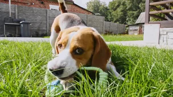 Hundbeagle leker på gräs i en grön park med favoritleksak. Hundträning utomhus. Begreppet lydnad, vänskap. Mans bästa vän. — Stockvideo