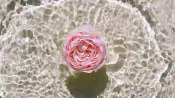 Powolny ruch spadającej różowej róży na powierzchni wody i rozbieżne koła wody na pastelowym tle. Woda w kolorze białym, beżowym. Czysta woda z odbiciami światła słonecznego i cieni. 4k — Wideo stockowe