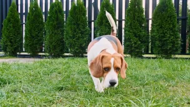 Roztomilý pes Bígl očichal něco venku v trávě a rozhlédl se kolem. Pes hledá něco pomocí nosu, cítit vůni a pokusit se najít položku. — Stock video