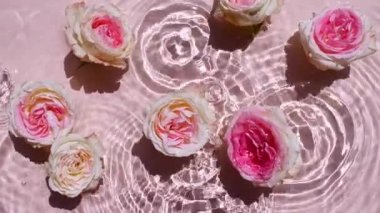 Su yüzeyinde pembe gül çiçekleri ve düşen su damlaları, pembe arka planda dalgalar. Saf pembe su, yansımaları güneş ışığı ve gölgeleri ağır çekimde. Sevgililer Günü dokusu.