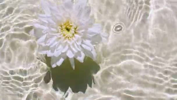 Vista superior de cámara lenta de flores de crisantemo blanco en la superficie del agua y las olas sobre fondo pastel. Salpicadura de agua blanca, de color beige. Agua pura con reflejos de luz solar y sombras. — Vídeo de stock