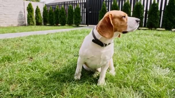 Anjing Beagle duduk di rumput di taman hijau. Pelatihan top view Dog. Patuhi, persahabatan. Teman baik Mans. Pemilik anjing beagle pelatihan dan memperlakukan hewan peliharaan dengan memperlakukan. — Stok Video