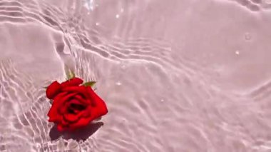 Su yüzeyinde pembe gül çiçeklerinin yavaş çekimleri ve pembe arka planda dalgalar. Su pembe renkte sıçrıyor. Güneş ışığı ve gölgeli saf su. Sevgililer Günü.