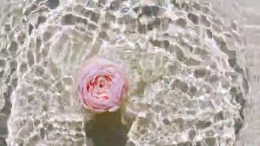 Su yüzeyine düşen pembe gülün yavaş hareketi ve pastel arka planda farklı su çemberleri. Su beyaz, bej renkli sıçrıyor. Güneş ışığı ve gölgeli saf su. 4k