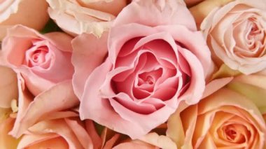 Beyaz arka planda dönen güzel pembe gül, makro çekim. Bud yakın çekim. Çiçek açan pembe gül çiçeği. Tatil arkaplanı, Sevgililer Günü konsepti.