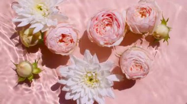 Su yüzeyindeki pembe gül çiçekleri ve pembe arkaplandaki dalgalar. Güneş ve gölgeler. Saf pembe su, yansımaları güneş ışığı ve gölgeleri ağır çekimde. Sevgililer Günü dokusu.