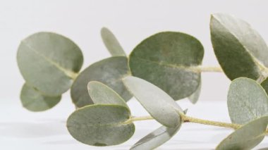 Yeşil yapraklar okaliptüs beyaz dönen bir masada izole edilmiş, makro çekim. Okaliptüs özü, aromatik gerekli yağ. Saç ve cilt bakımı için doğal kozmetik ürünleri.
